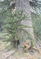 Araucaria araucana